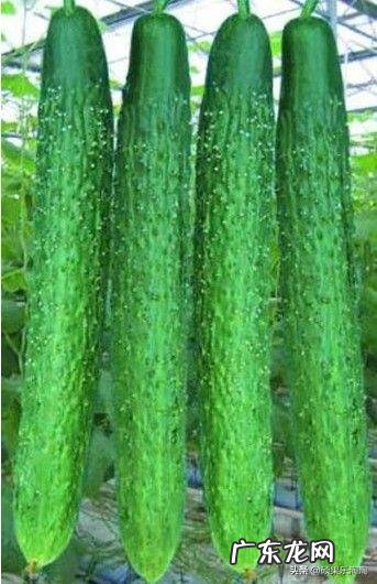 减肥晚上到底该不该吃东西?