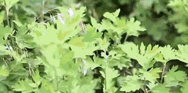 洗脚水里扔进这个,排毒养颜,瘦身减脂,还能睡得香