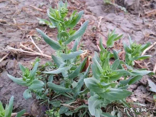 虽有王命,不留其行!农村常见的麦蓝菜,为何叫“王不留行”?