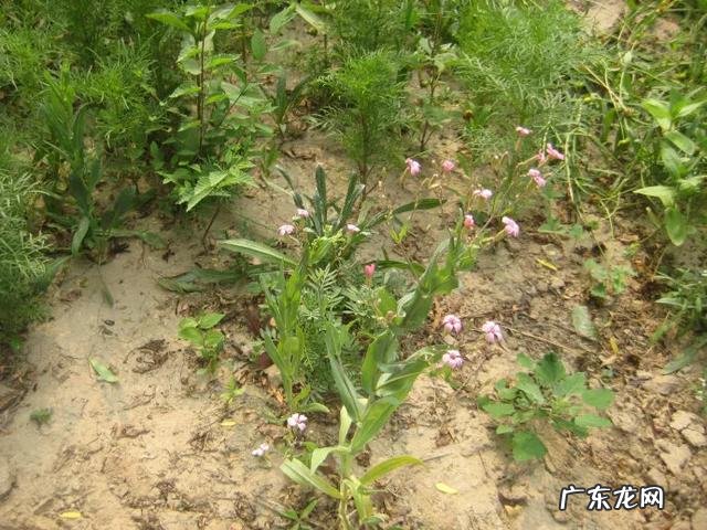 虽有王命,不留其行!农村常见的麦蓝菜,为何叫“王不留行”?