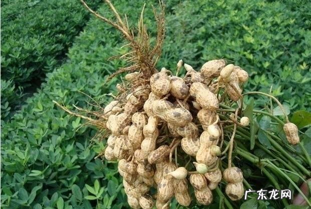 血糖血脂有点高,除水果外还能吃点什么零食?