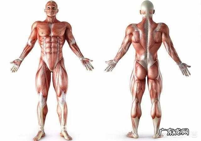 微胖练哑铃几个月才能减脂,怎么知道肌肉长没?