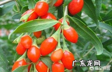 枸杞、柠檬、蜂蜜有什么功效,怎么吃好? 柠檬蜂蜜枸杞搭配有什么效果