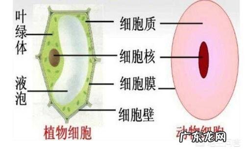 膳食纤维可降糖,糖尿病患者如何补足每日膳食纤维? 糖尿病膳食纤维每天摄入量