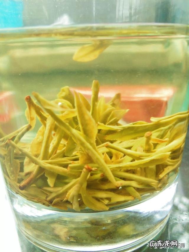 烘焙用的抹茶粉有哪些推荐?