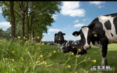 退休了你愿意来草原过养牛，羊，鸡，鸭鹅狗的生活吗？为什么？