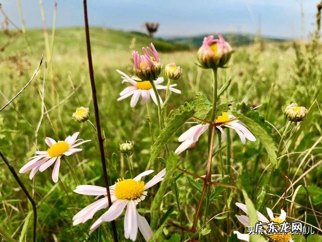 退休了你愿意来草原过养牛,羊,鸡,鸭鹅狗的生活吗?为什么?