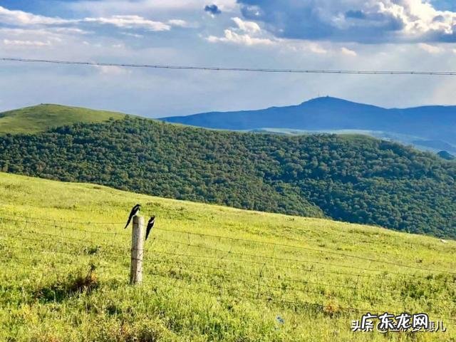 退休了你愿意来草原过养牛,羊,鸡,鸭鹅狗的生活吗?为什么?