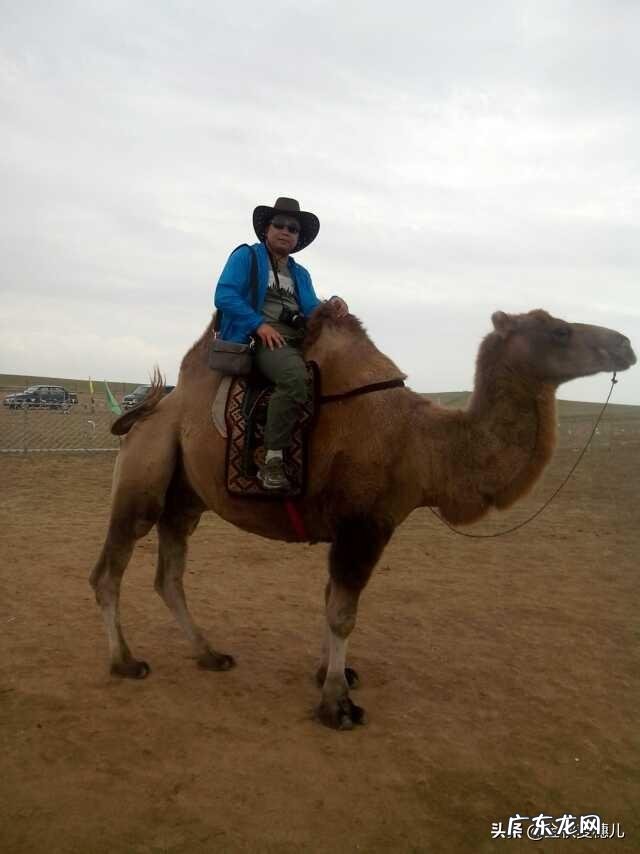 退休了你愿意来草原过养牛,羊,鸡,鸭鹅狗的生活吗?为什么?