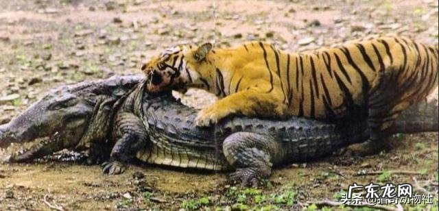 霉霉和水果姐，谁在欧美乐坛的地位更高？