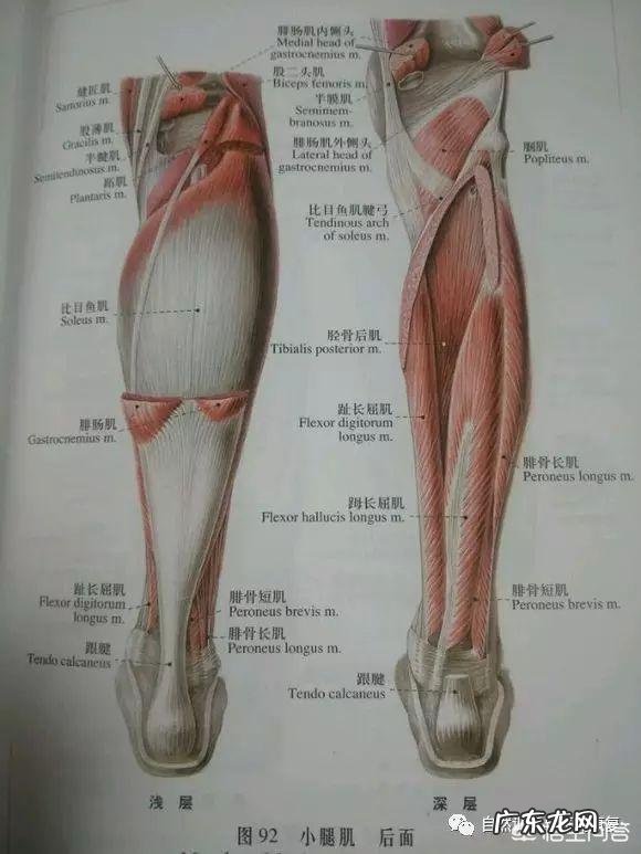 跑步后小腿变粗怎么恢复?