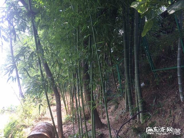 为什么邵阳和衡阳人很会做生意