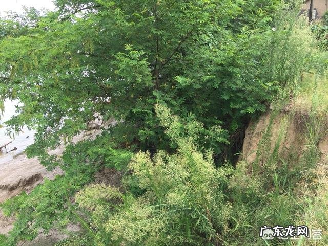 为什么邵阳和衡阳人很会做生意