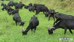 猪和羊哪个更好养？原因是什么？