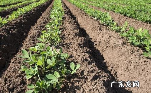 小麦茬是种花生划算?还是玉米划算?