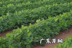 小麦茬是种花生划算?还是玉米划算?