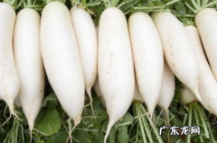 减肥期间可以吃腌制萝卜干吗？ 家庭腌制萝卜干最好吃的方法