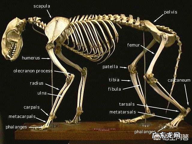 一只成年藏獒可以打得过同体型的老虎吗为什么