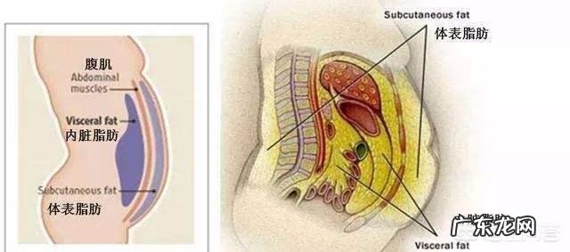 脂肪对于女性有什么好处?