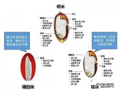 简单碳水化合物与复杂碳水化合物有什么区别？