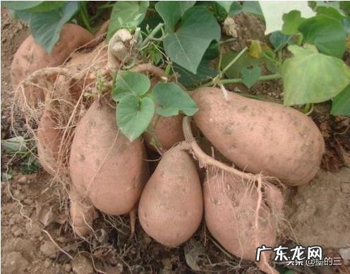 在南方稻谷和地瓜哪个经济效益高?