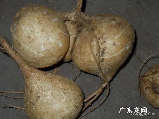 在南方稻谷和地瓜哪个经济效益高?