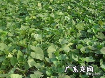 在南方稻谷和地瓜哪个经济效益高?