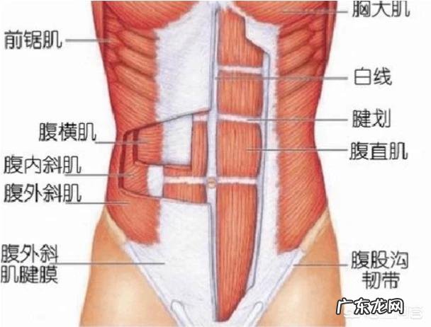 如果健身长期只练腹肌,是否就能练出既清晰又大块的腹肌?