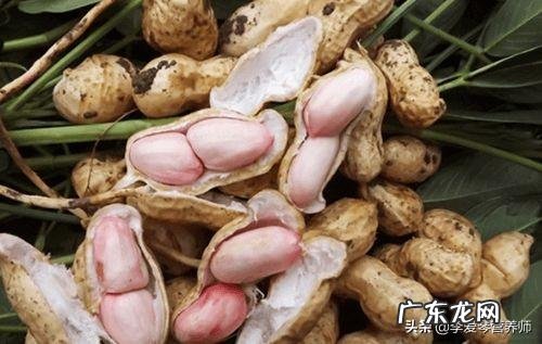花生有什么营养价值?吃生花生好还是吃熟花生好? 生花生熟花生哪个有营养