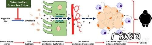 护肤品里各种美白精华的原理是什么?
