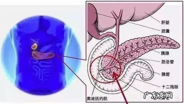 减肥期间,知道自己吃了会去催吐还要去吃吗?