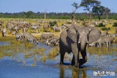 博茨瓦纳是个什么样的国家？