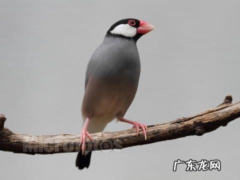 灰文鸟养殖,灰文鸟饲养管理需要注意的地方