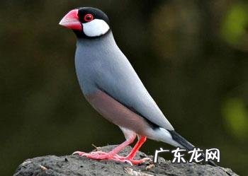 灰文鸟养殖，灰文鸟饲养管理需要注意的地方