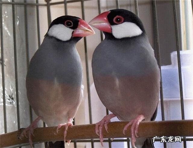 灰文鸟养殖,灰文鸟饲养管理需要注意的地方