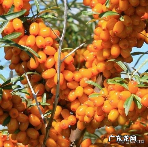 什么是有机护肤品有不错的有机护肤品牌推荐吗