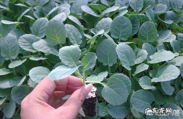 西兰花怎么育苗，该注意些什么？