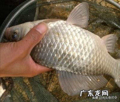 鲫鱼要长多久才能达到一斤