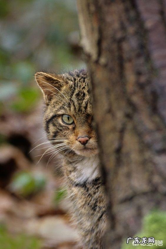 如果猫和老虎的体型一样大,如果打起来谁会赢