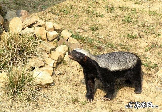 如果猫和老虎的体型一样大,如果打起来谁会赢