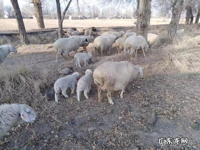 养殖肉羊的诀窍与市场前景？哪个品种的羊适合养殖？