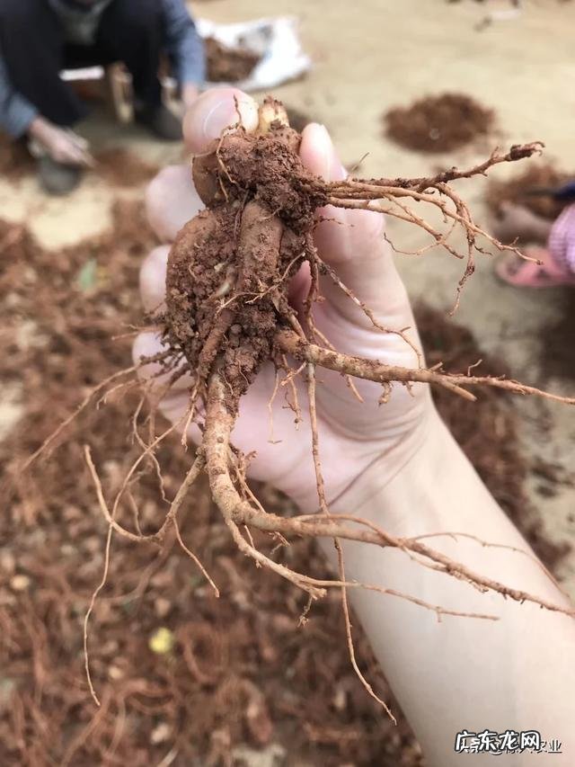 有哪些促进子宫恢复的中药推荐?