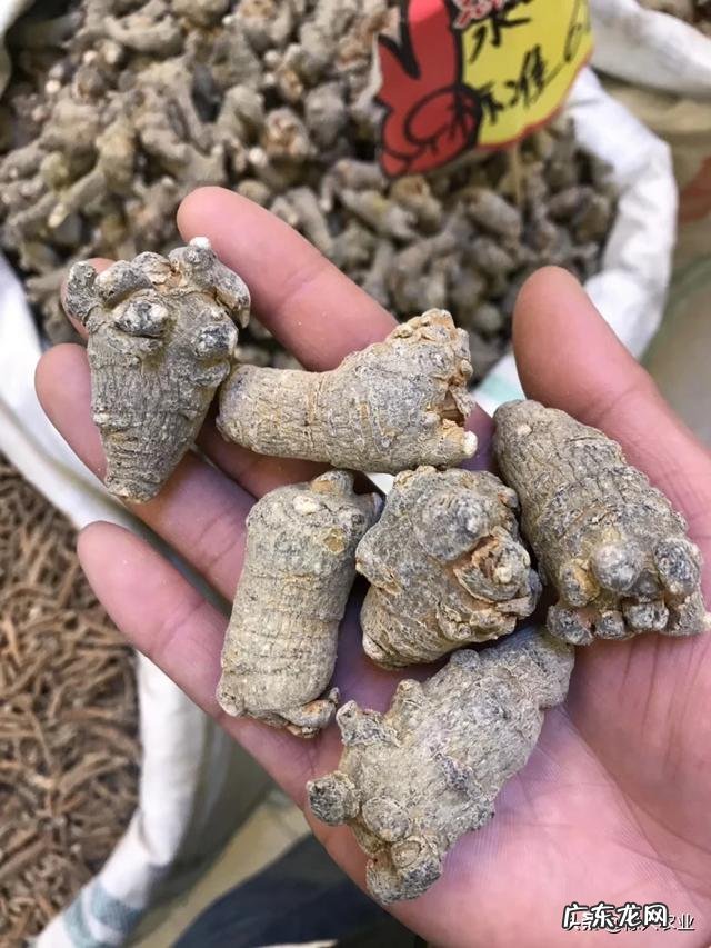 有哪些促进子宫恢复的中药推荐?