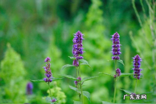 有哪些促进子宫恢复的中药推荐?