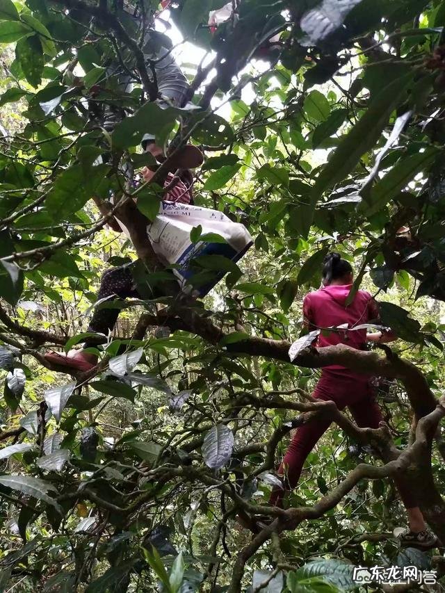 母乳期能喝青汁吗,有哪些影响呢?