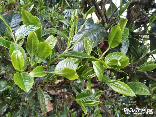 母乳期能喝青汁吗,有哪些影响呢?