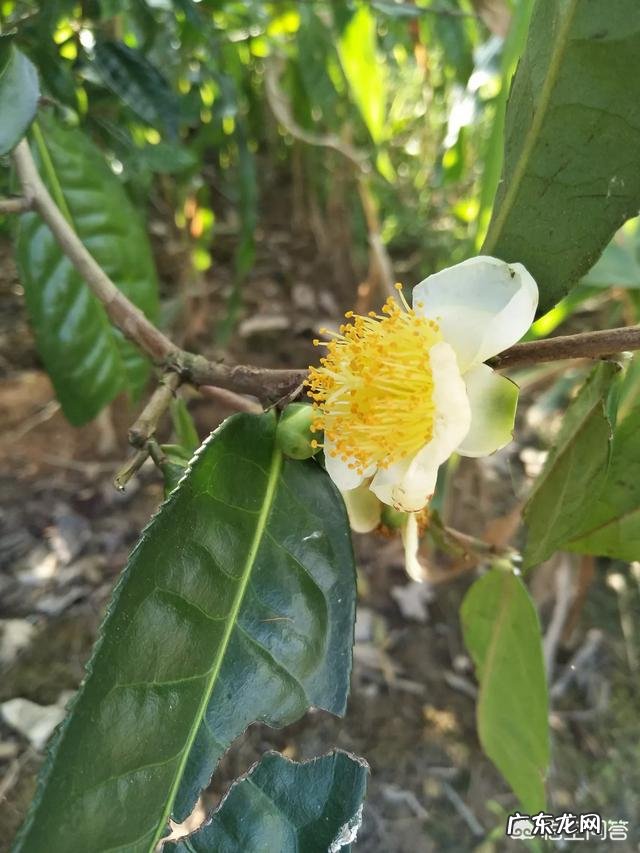 母乳期能喝青汁吗,有哪些影响呢?