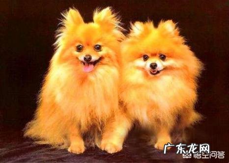 博美犬标准体重是多少,该怎样养这种狗?