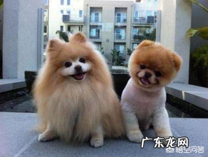 博美犬标准体重是多少,该怎样养这种狗?