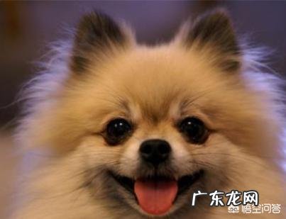 博美犬标准体重是多少,该怎样养这种狗?